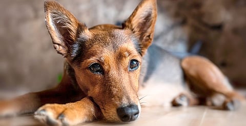 Servidores públicos recibirán penas más severas por estos delitos