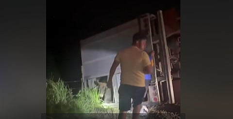 Reportan rapiña en volcadura de tráiler con ganado, en Veracruz
