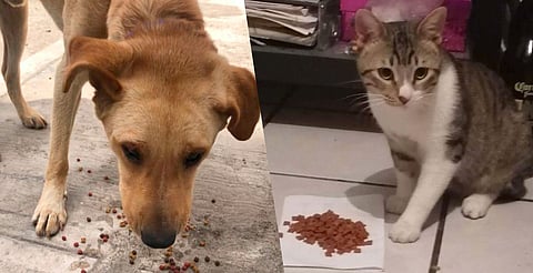 La meta: alimentar a más de 2,500 perros y gatos en situación de calle