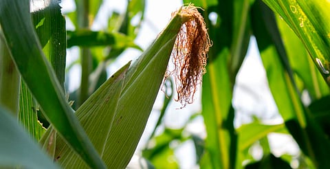 495 productores cooperantes participan en el proyecto