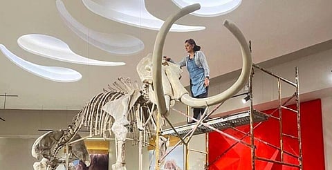 ¡Así se cuida un mamut! Especialistas realizan mantenimiento a Nochipa