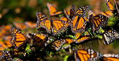 Michoacán será sede de la Cumbre Monarca en 2026