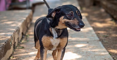 Morelia: este domingo podrás adoptar un perrito o gatito en la caravana navideña del IMPA