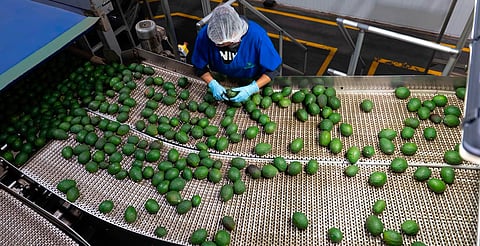 Libre de deforestación el 90% del aguacate de exportación: Secma