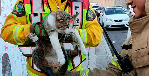Rescatan a gatito atrapado en motor de auto en Morelia; piden revisar antes de encender