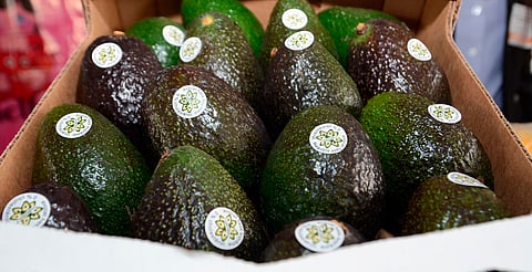 Michoacán avanza hacia la Indicación Geográfica del Aguacate para 2026: Sedeco