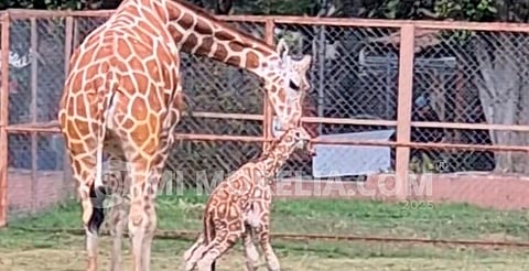 ¡Nuevo habitante! Nace jirafita en el zoo de Morelia