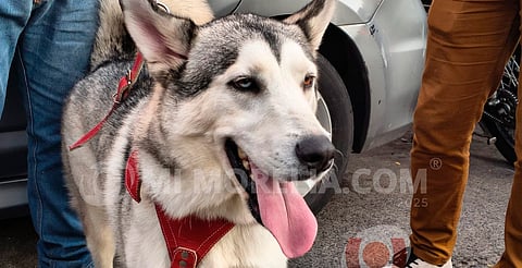 Desfilan perritos del IMPA para promover adopciones responsables en Morelia