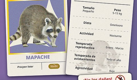“Vecinos Silvestres”, la campaña que enseña a respetar la fauna urbana