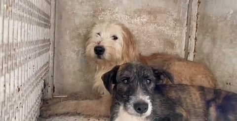 Acumulación de animales, un problema detectado en distintas zonas de Morelia: IMPA