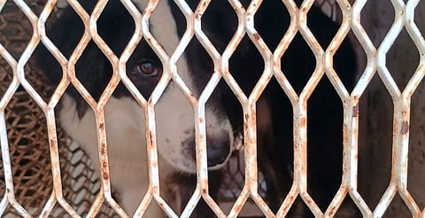 Rescatan 60 perritos en situación de maltrato animal en el Centro Histórico de Morelia