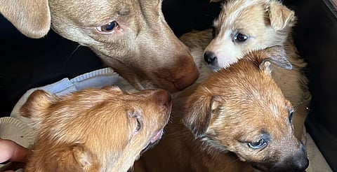 Ghapad llega a Petco La Huerta para quienes gusten adoptar o donar animalitos desprotegidos