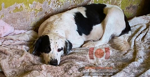 Perros resguardados tras operativo continúan en atención médica; IMPA cuestiona solicitud de devolución