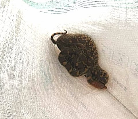 Serpientes, aves y tlacuaches entre los más de mil reportes atendidos por URCAM