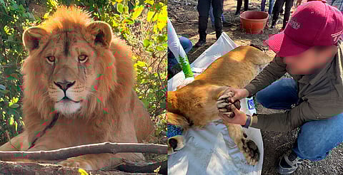 Rescatan a león amarrado a un árbol en Nayarit; no tenía garras y presentaba lesiones