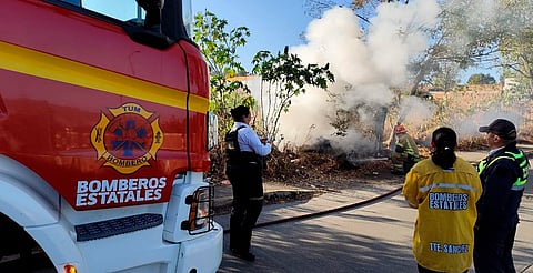 Arde árbol con riesgo de caída en Morelia; bomberos lo controlan