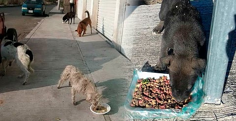 Échales una patita: ¿Tienes coche? Reparte cenas a lomitos callejeros esta Navidad