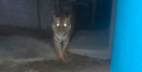 Autoridades confirman búsqueda de tigre avistado en Álvaro Obregón