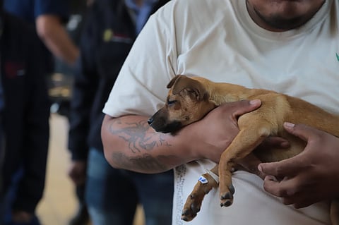 En jornadas gratuitas, esterilizan a más de 23 mil lomitos y michis en Michoacán