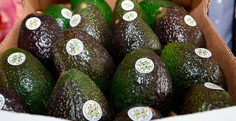 Certificado Laboral Agrícola garantizará salud y seguridad social en zonas aguacateras: Sedeco