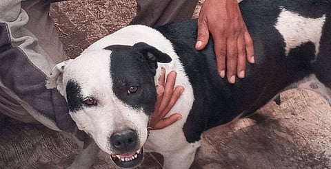 Denuncias por maltrato animal subieron gracias a la concientización de la ciudadanía: IMPA