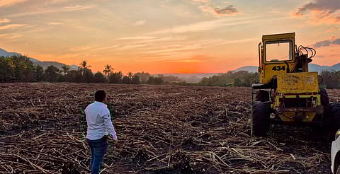 Invertirán 353 mdp para transformar el sector cañero en Michoacán