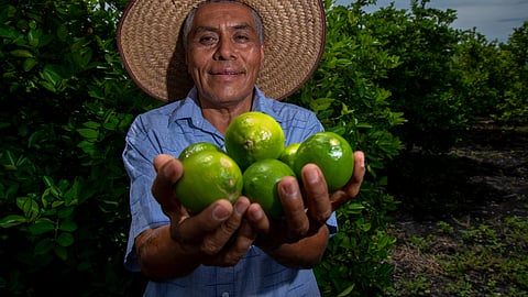 Persiste la crisis del precio del limón en Apatzingán