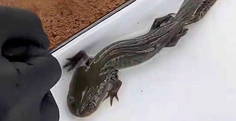 Hallan hasta 50 ajolotes del Altiplano en Querétaro; especie estaba en riesgo de desaparecer