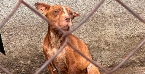 Identifica IMPA 8 colonias de Morelia con alta incidencia de maltrato animal