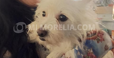 Súmate a GHAPAD y ayúdanos a alimentar a 2 mil 500 perritos en Morelia