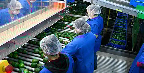 Michoacán lidera en exportaciones agrícolas pese a caída del 3.9%: Inegi