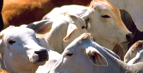 Michoacán, noveno lugar nacional en producción ganadera