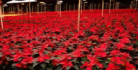 Aporta 21.5% de la producción nacional, solo detrás de Morelos