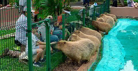 Encuentro cercano con jirafas y capibaras, favoritos del público