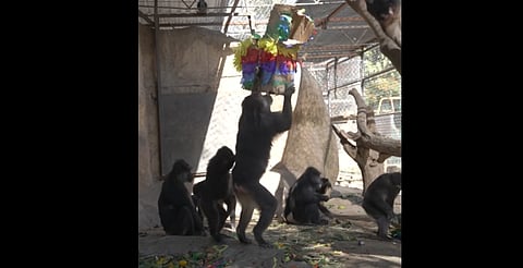 ¡Dale, dale, dale! Monos del Zoo Morelia celebran Navidad con piñatas y fruta