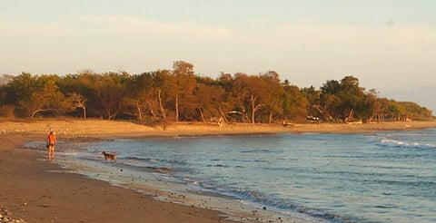 Turista estadounidense muere tras ataque de presunto tiburón en playa de Guerrero