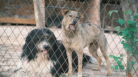 Violentómetro Animal: así puedes saber si estás viendo un caso de crueldad