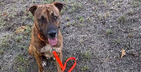 Adoptan a Thor, el perrito que robó peluche en Miniso de Mérida