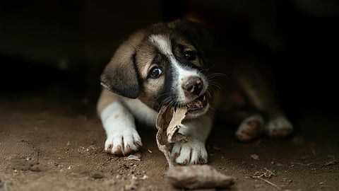 IMPA alista reglamento externo con acciones en torno al maltrato animal