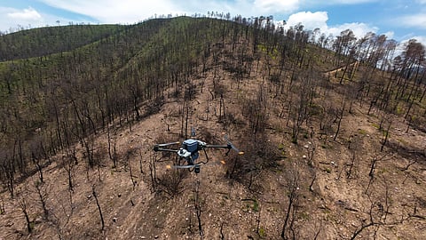 Bosques se fortalecieron con 360 mil semillas dispersadas vía dron en reforestación 2025: Cofom