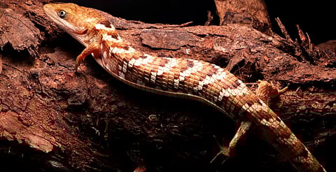 UNAM descubre nueva especie de lagartija caimán en el occidente de México