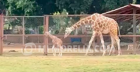¡Conoce al nuevo bebé jirafa! Zoológico de Morelia te lo presenta en vivo