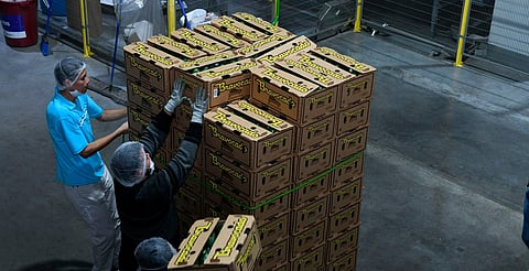 Michoacán se reafirma como líder agroexportador; registró 1,289 mdd en el tercer trimestre: Sedeco