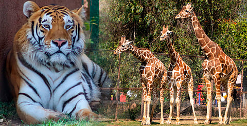 ¿Vas al Zoo de Morelia este fin de año? Toma en cuenta este horario especial
