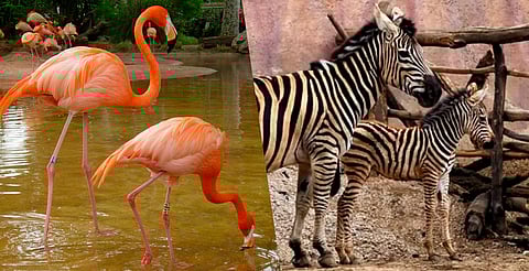 Zoológico de Morelia podría implementar interacción con flamencos y cebras