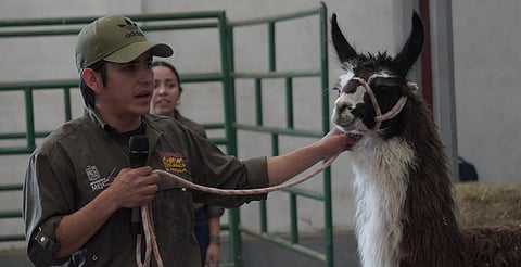 Zoológico de Morelia alcanzó casi el millón de visitantes en 2025