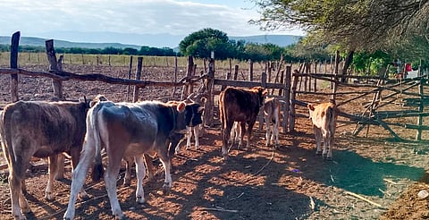 Confirman segundo caso de gusano barrenador en Tamaulipas