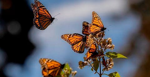 Recibe el 2026 rodeado de naturaleza en los santuarios de la Monarca