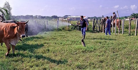 Detectan gusano barrenador en cabra en Edomex; activan fase preventiva
