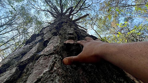 Inicia el año conectando con la naturaleza en el Cerro del Águila: Secma